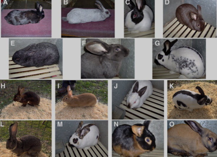 Rabbit Color Genetics | USA Rabbit Breeders