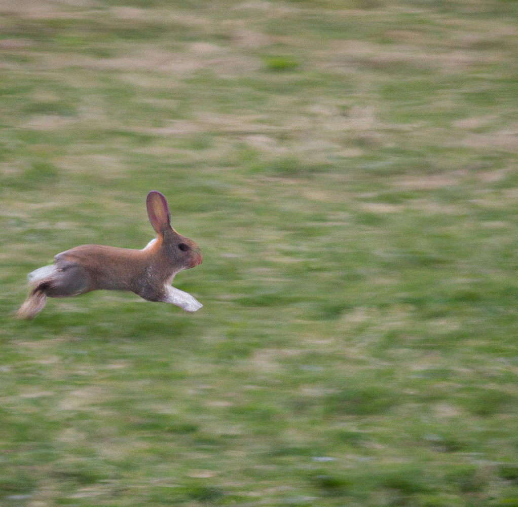 How Fast Do Rabbits Run Wild + Domestic Rabbit Top Speed USA Rabbit Breeders