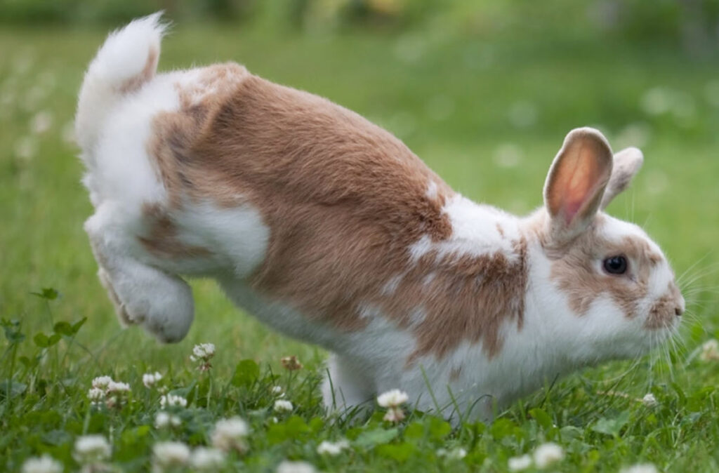 what-do-rabbits-symbolize-usa-rabbit-breeders