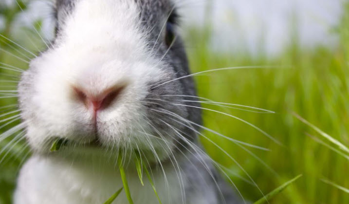 Rabbit Whiskers: What Are They For? | USA Rabbit Breeders