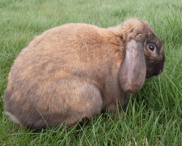 Raising Rabbits Outdoors