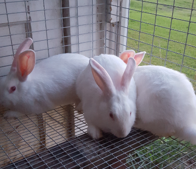 New Zealand/Californian mix Rabbits