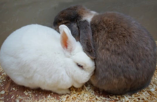 When Do Rabbits Come In Heat Usa Rabbit Breeders