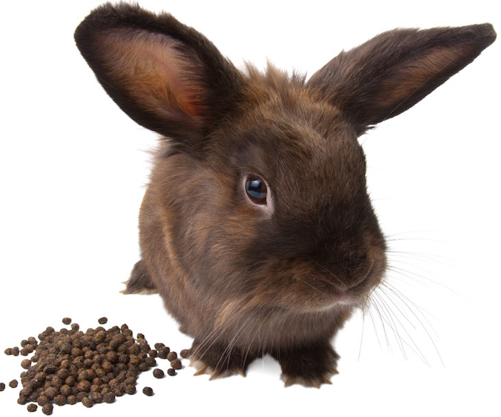 Why Do Rabbits Eat Their Own Poop? | USA Rabbit Breeders