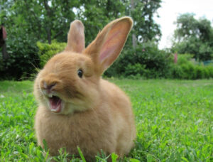 Why Do Rabbits Scream? | USA Rabbit Breeders