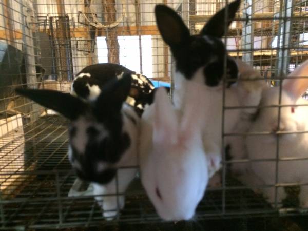 Mini Rex Rabbits