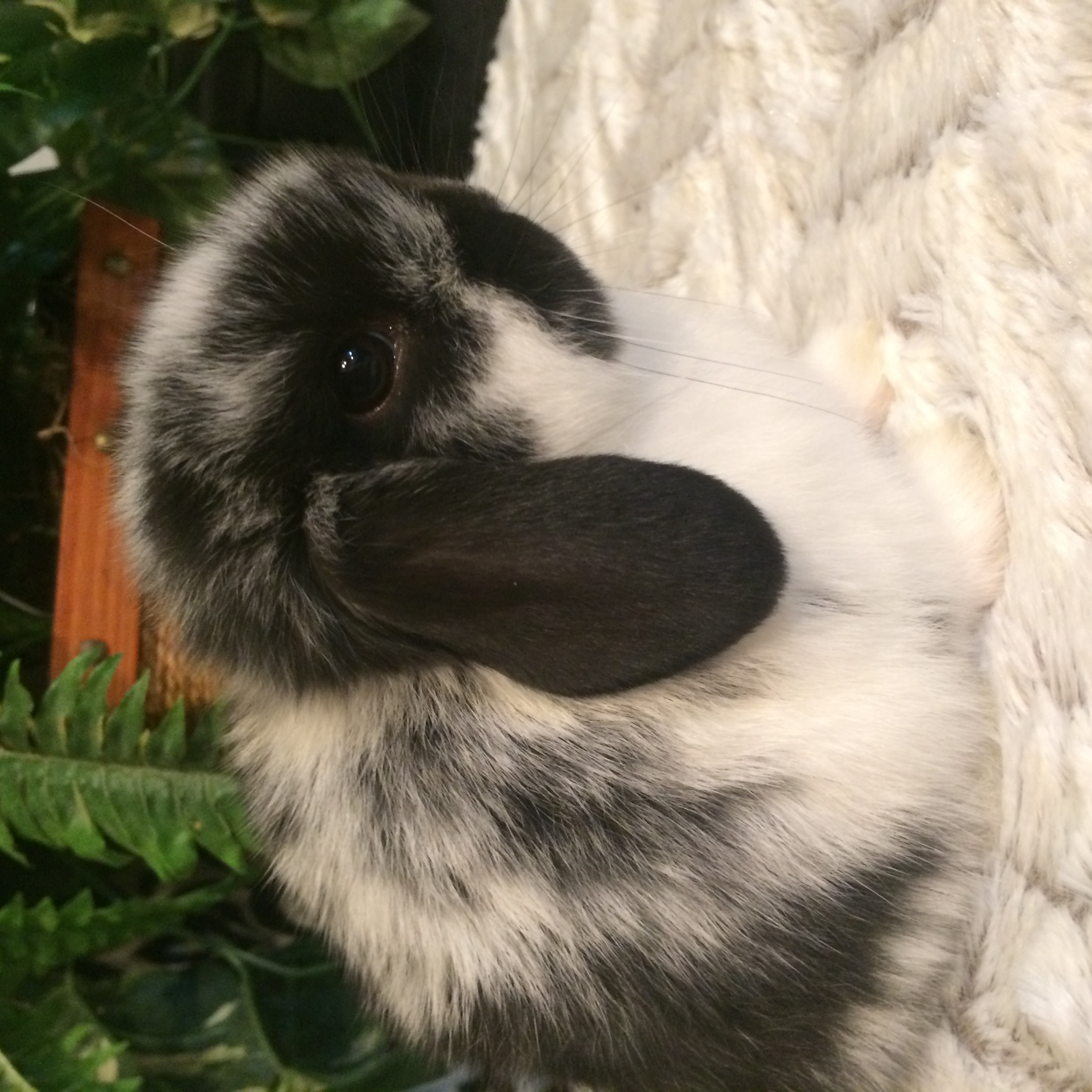 Holland Lop Rabbits