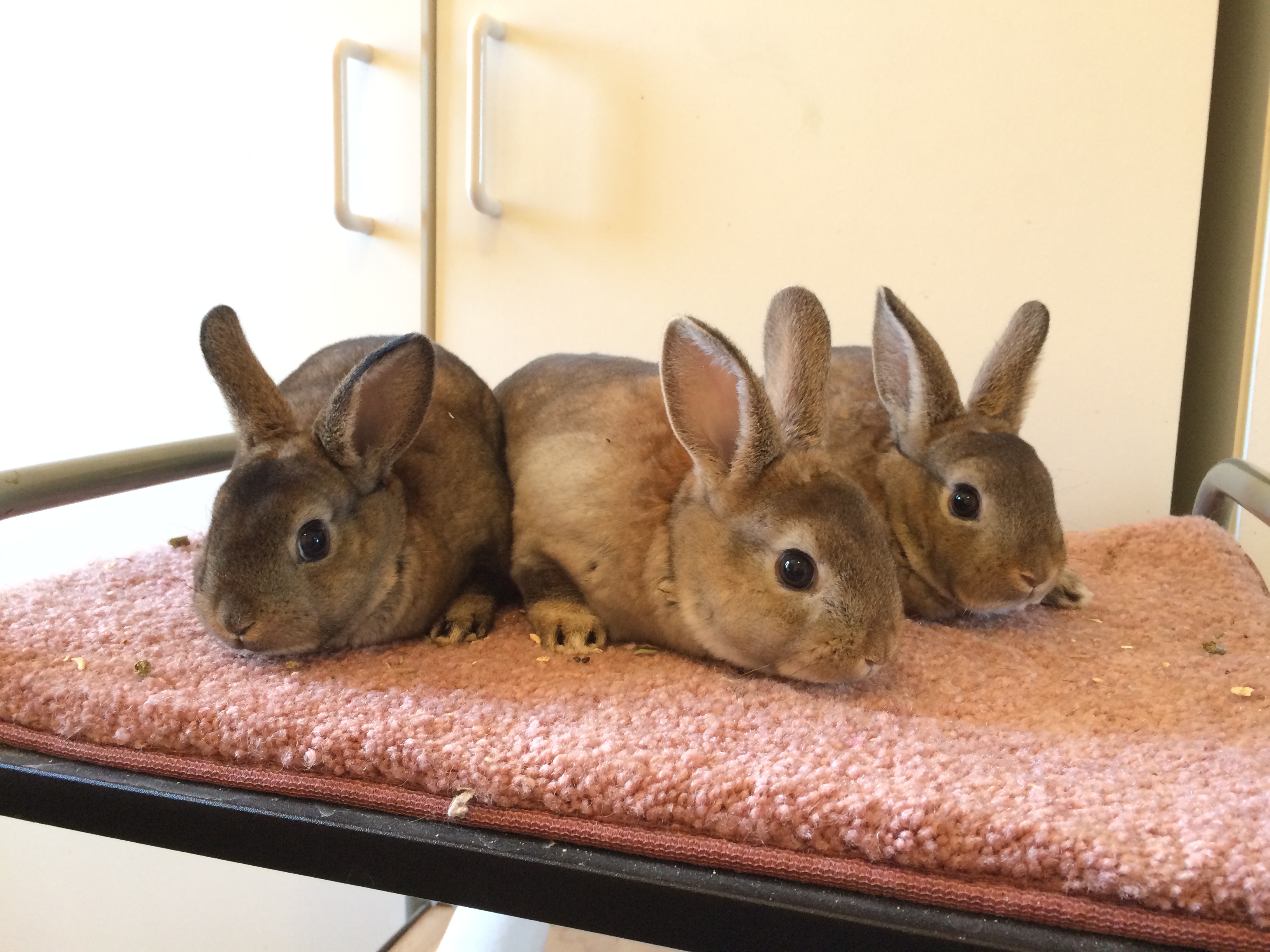 Mini Rex Rabbits