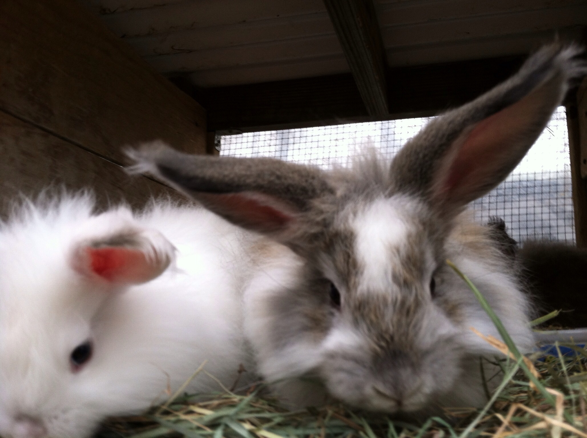 Angora Rabbits