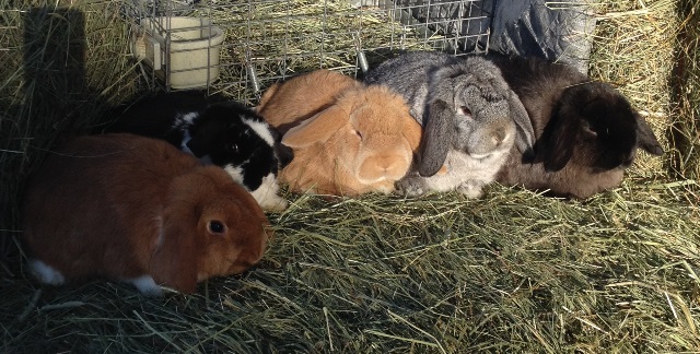 Mini Lop Rabbits