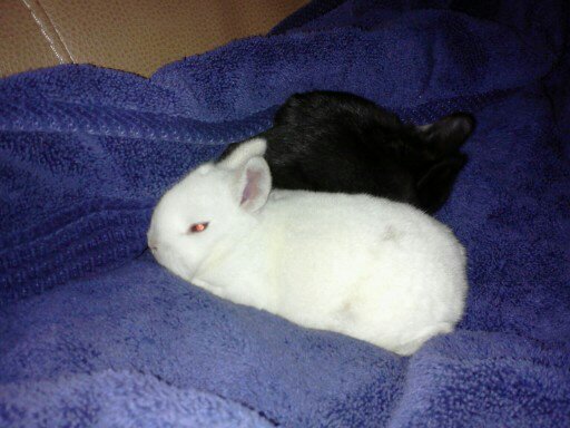 Mini Lop Rabbits