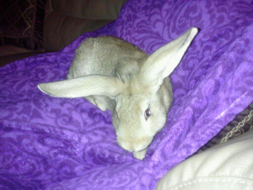 Flemish Giant Rabbits