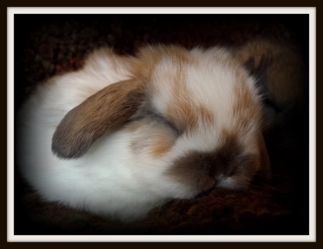 Holland Lop Rabbits