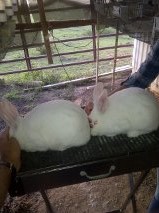 New Zealand White and Californian Rabbits