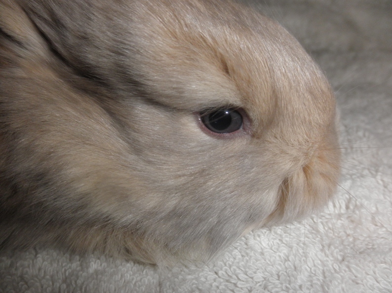 French Angora Rabbits