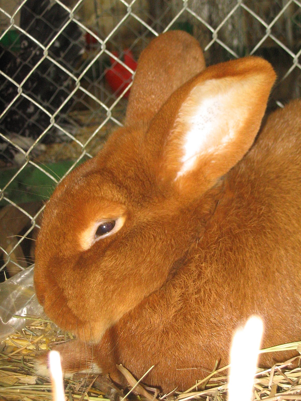 Orange Rabbit Breed