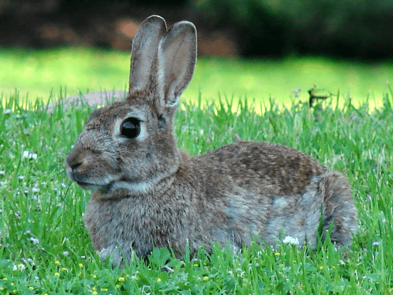 Orylag Rabbit Breed