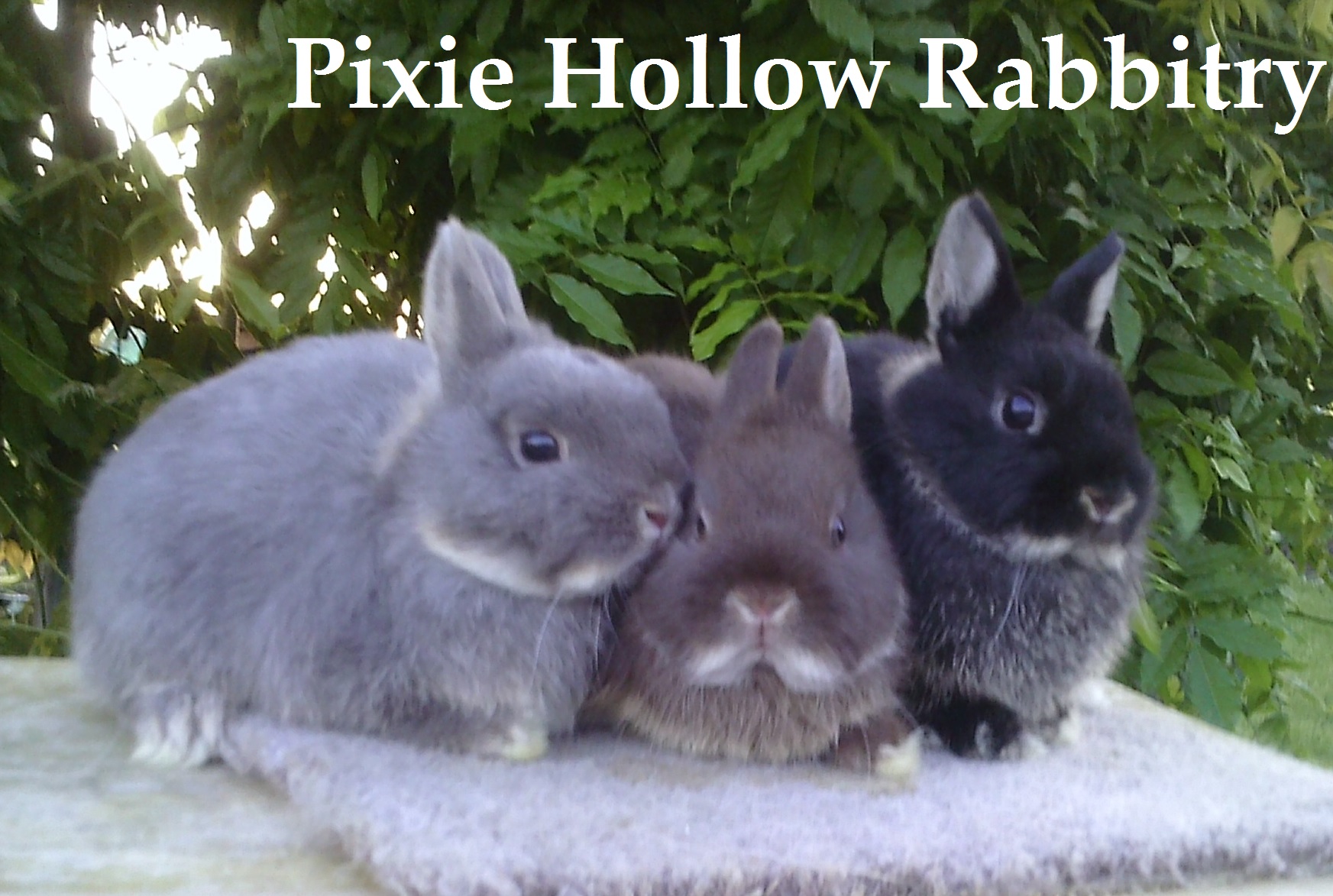 Netherland Dwarf Show Rabbits In Pa Usa Rabbit Breeders