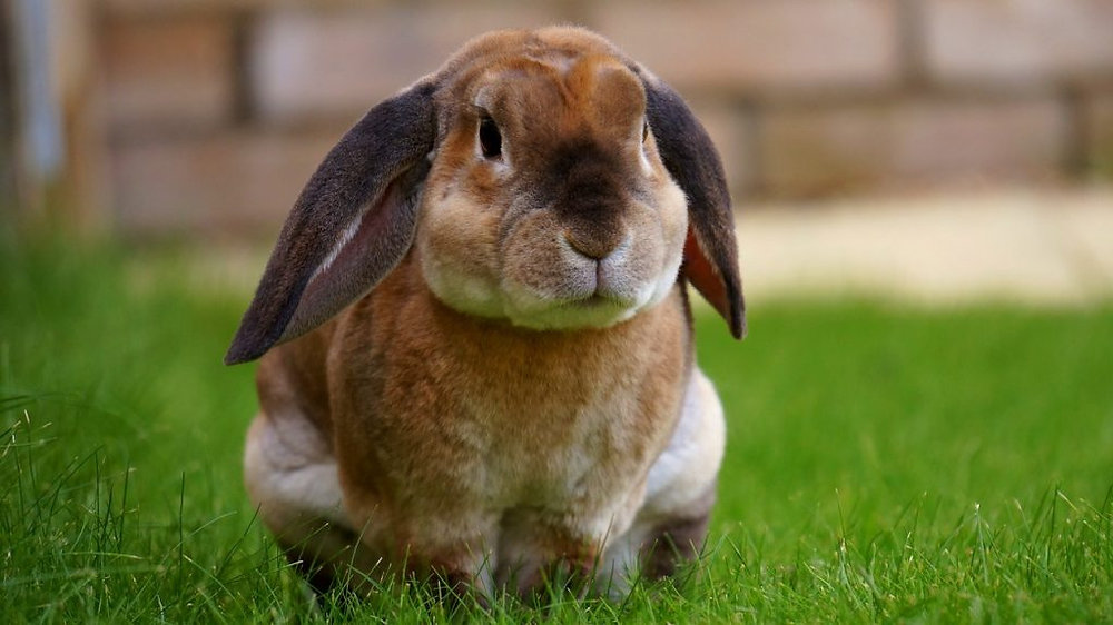 Plush Lop Miniature Rabbit Breed