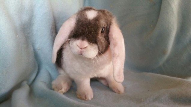 Plush Lop Miniature Rabbit Breed