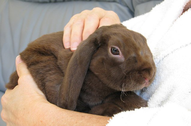 Plush Lop Miniature Rabbit Breed