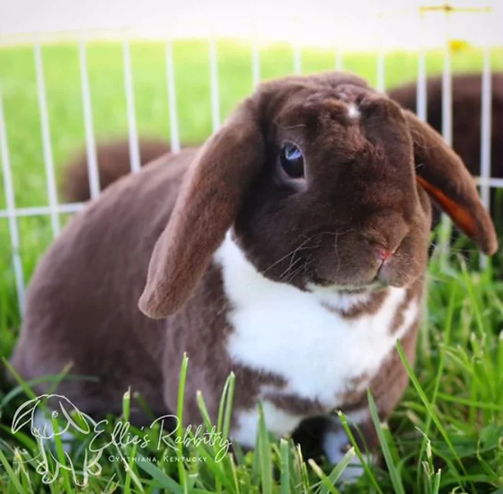 Plush Lop Miniature Rabbit Breed