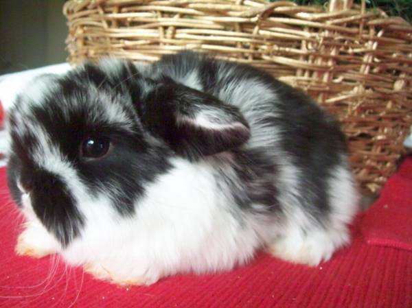 Holland Lop Rabbits