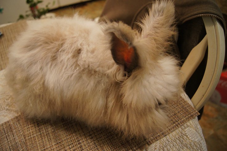 English Angora Rabbits