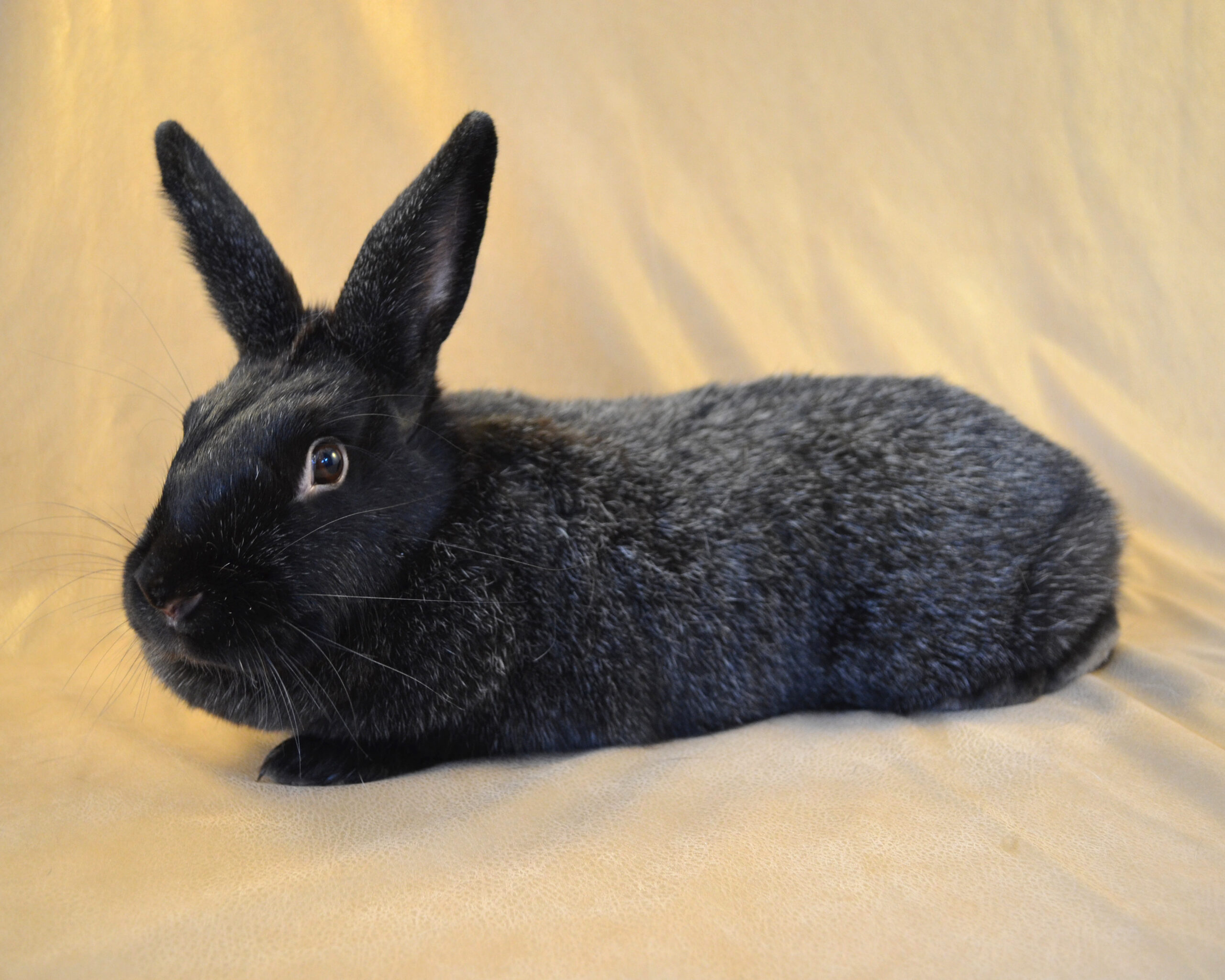 Silver Fox Rabbit Breed