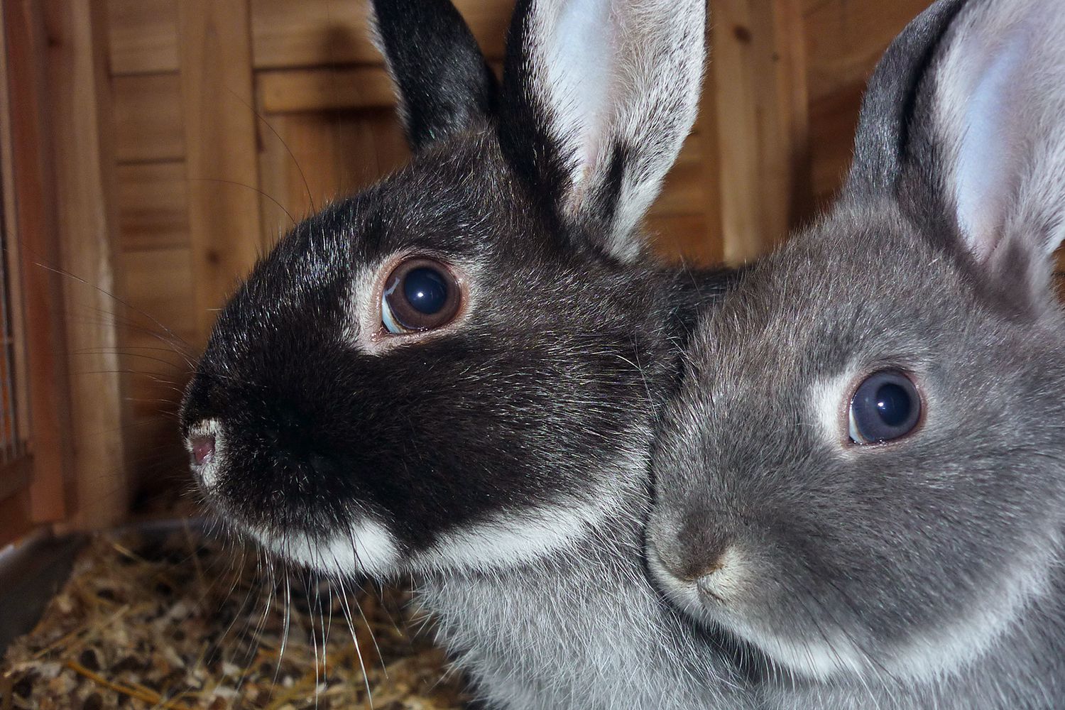 Silver Fox Rabbit Breed