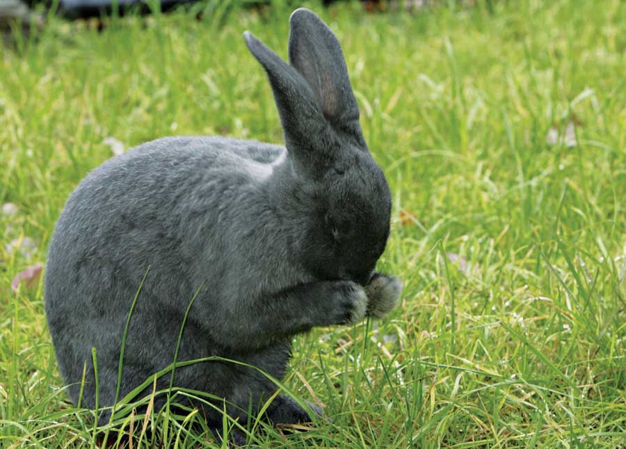 Silver Fox Rabbit Breed