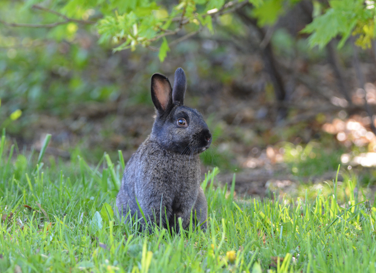 Silver Fox Rabbit Breed