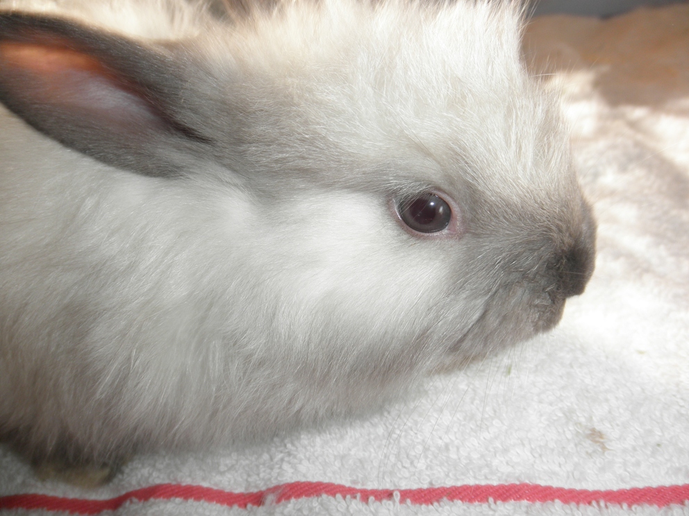 French Angora Rabbits