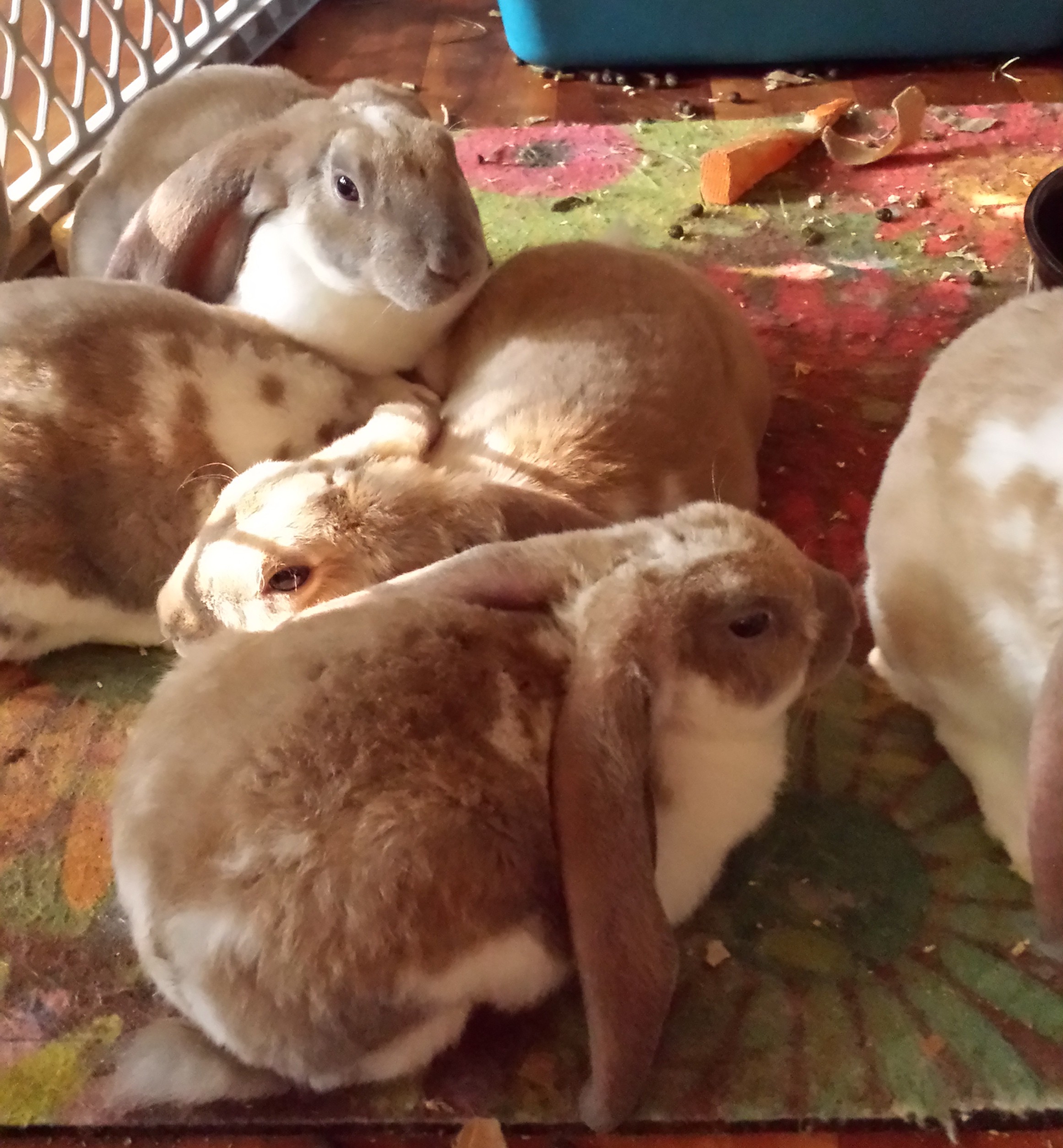 Velveteen lop best sale rabbit for sale